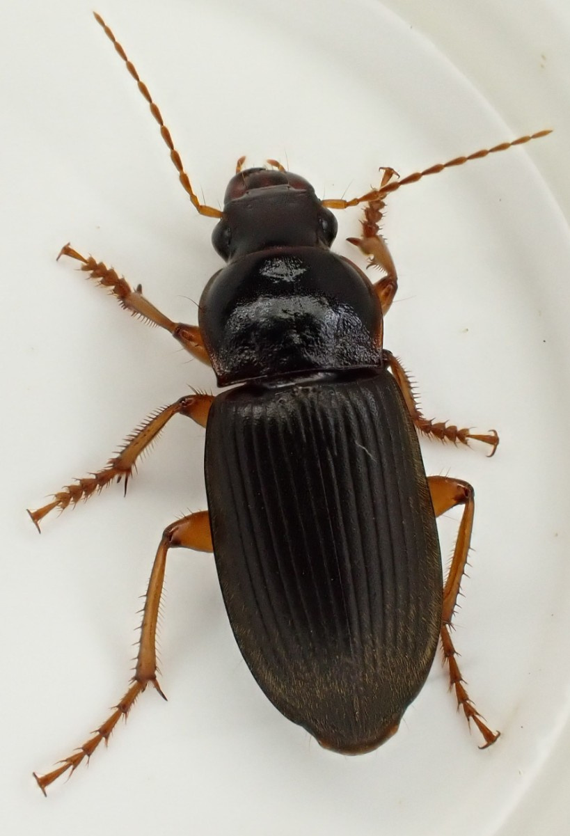 Strawberry Seed Beetle | NatureSpot