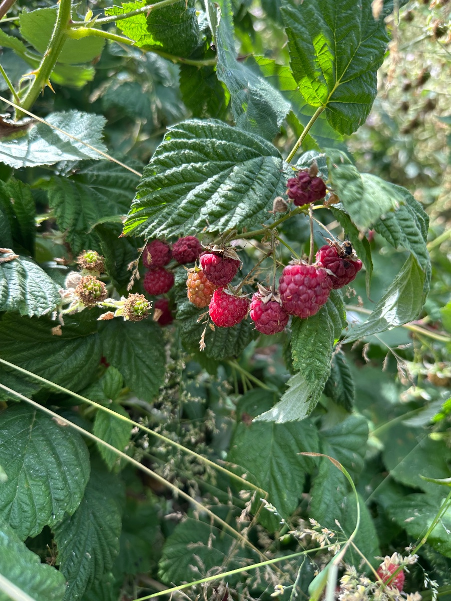Wild Raspberry Plant Uk