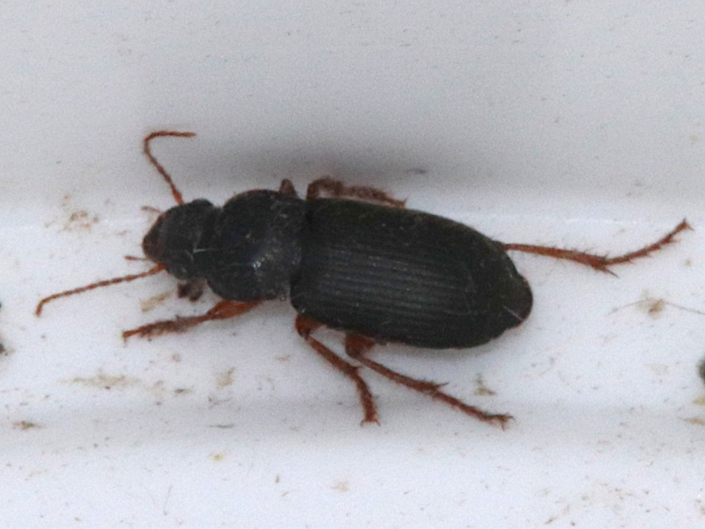 Strawberry Seed Beetle | NatureSpot