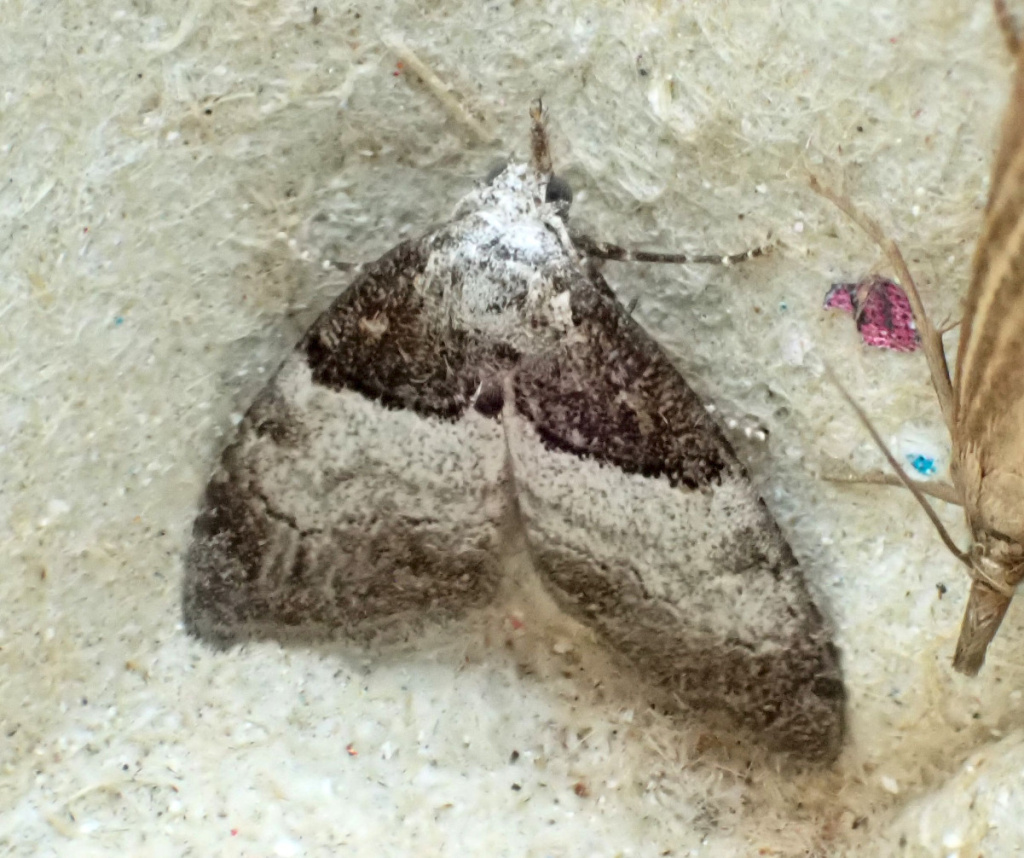 Short-cloaked Moth | NatureSpot