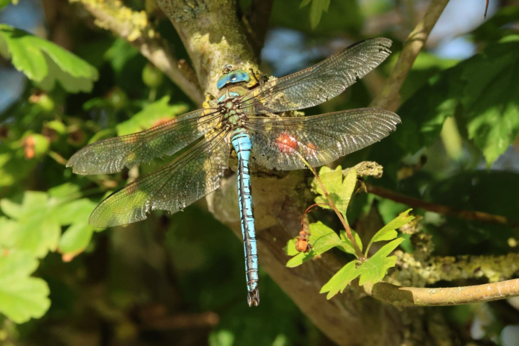 【ノブタ】dragonfly  generix Emperor Dragonfly | British Wildlife Wiki | Fandom