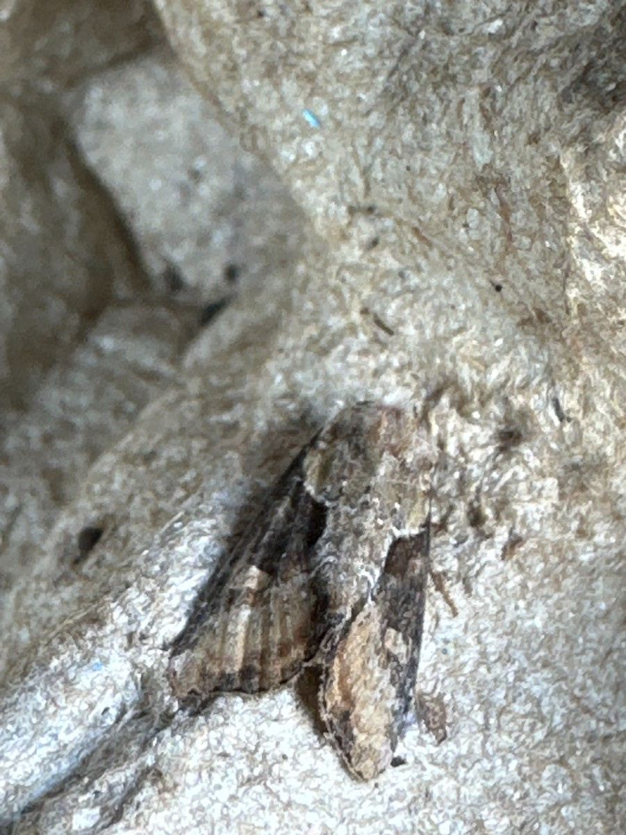 Cephalotus Big Mouth CZP 葉挿し2株 【vlog260】【多肉植物】大きく