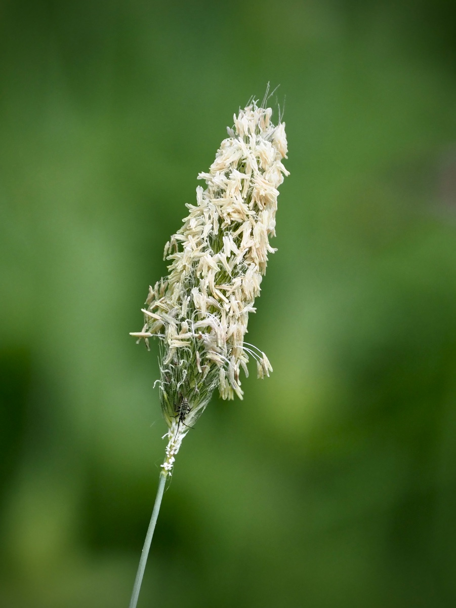 Meadow Foxtail | NatureSpot