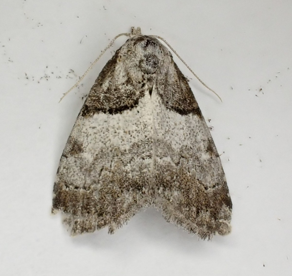 Short-cloaked Moth | NatureSpot