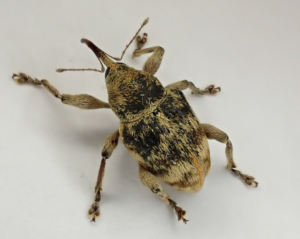 Curculio venosus | NatureSpot