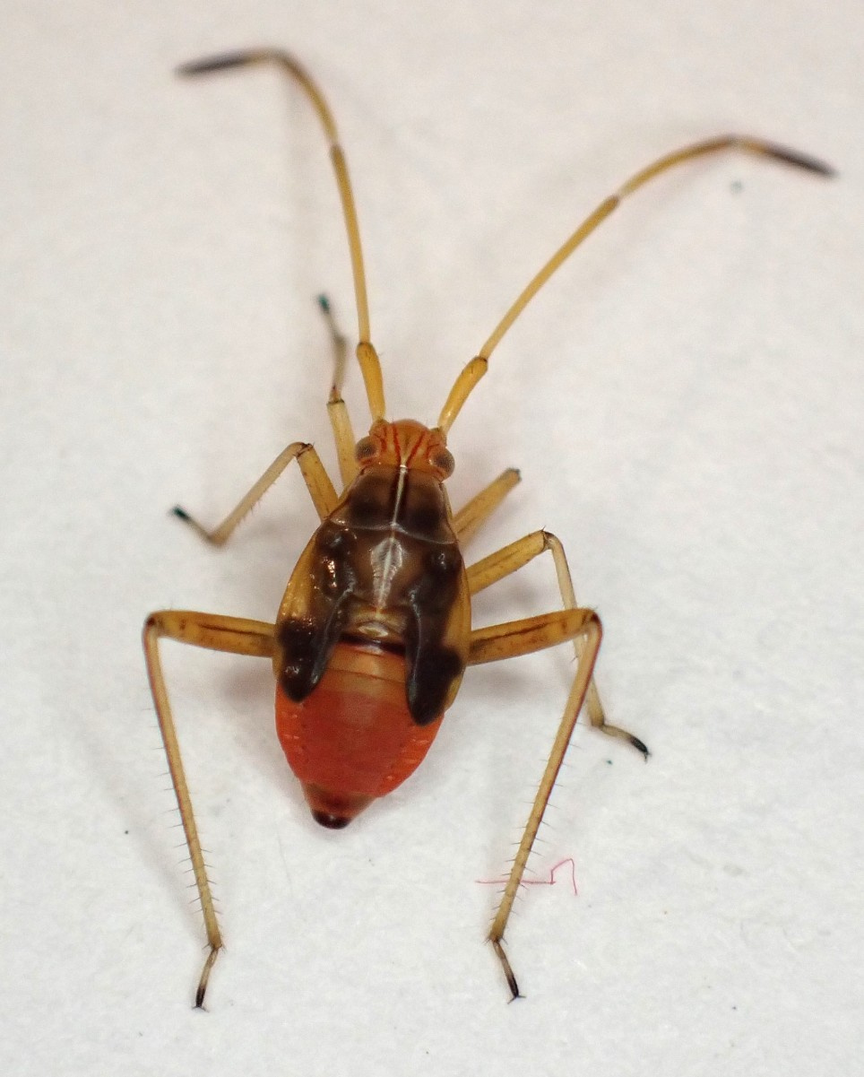 レア☆bugworm サイズM Large Superworms – Symton® Black Soldier Fly