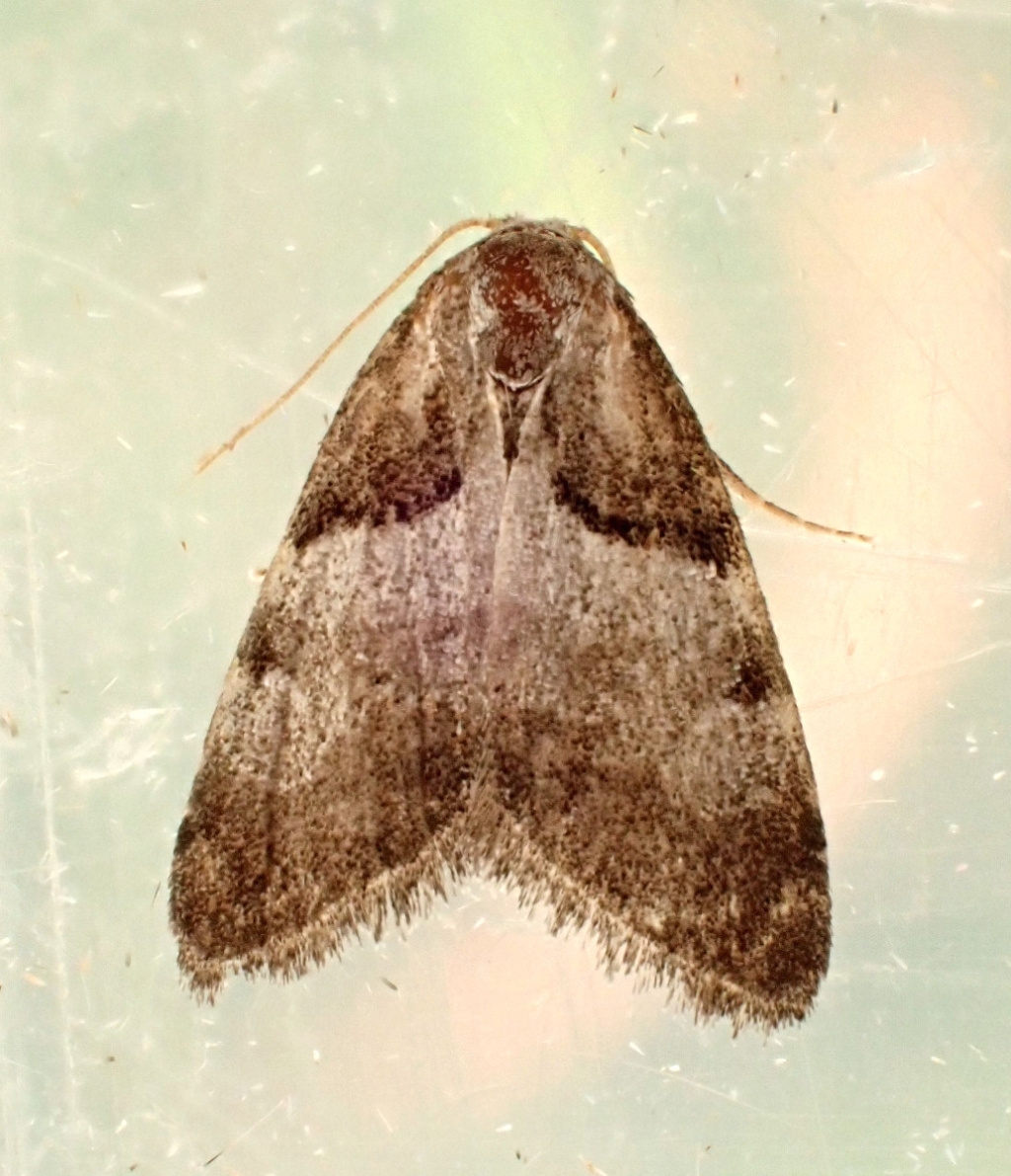 Short-cloaked Moth | NatureSpot