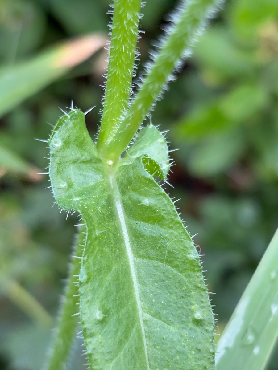 Jinsiy qizlarning mushuklarini chozayotgan fotosuratlari