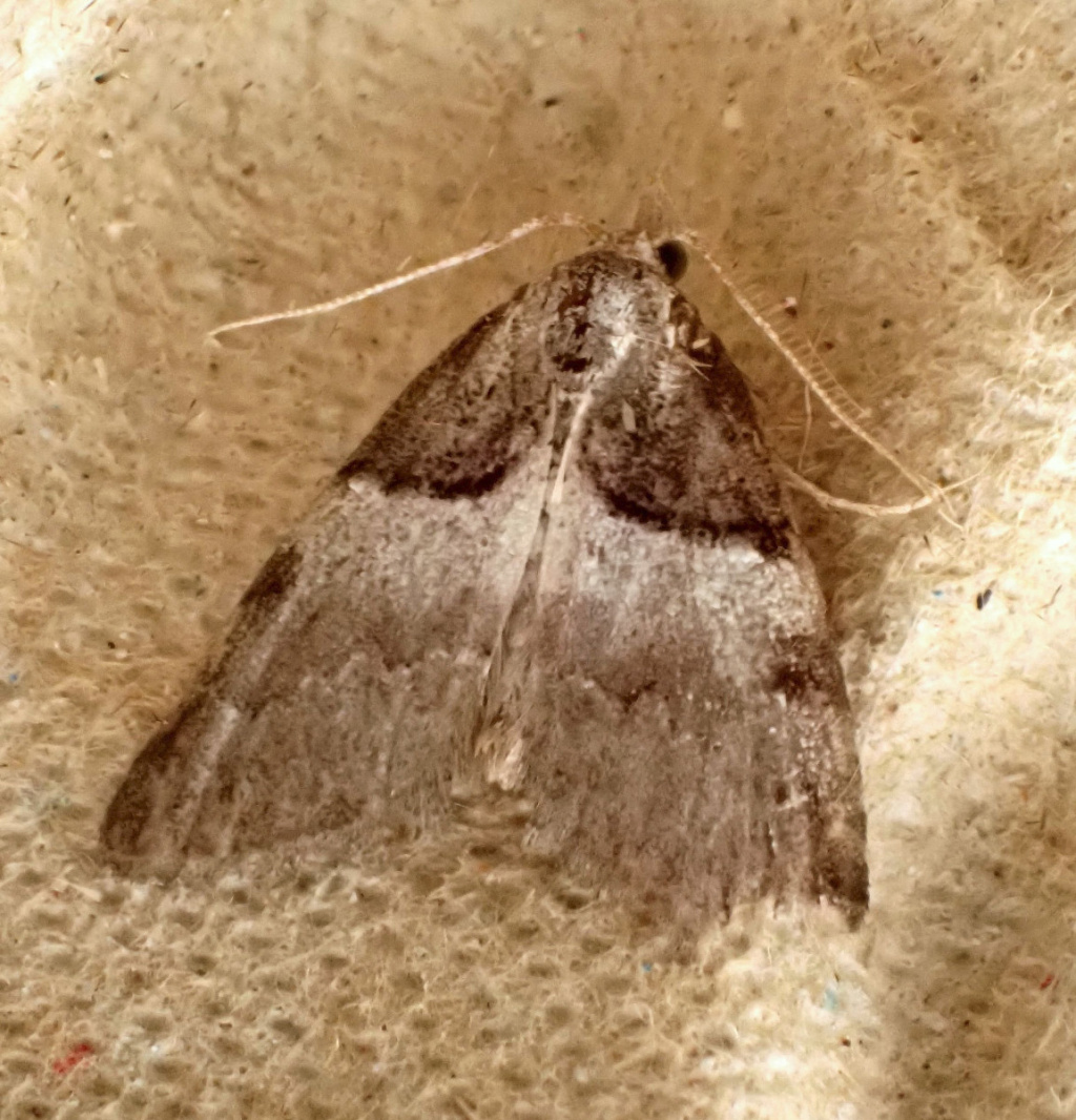 Short-cloaked Moth | NatureSpot