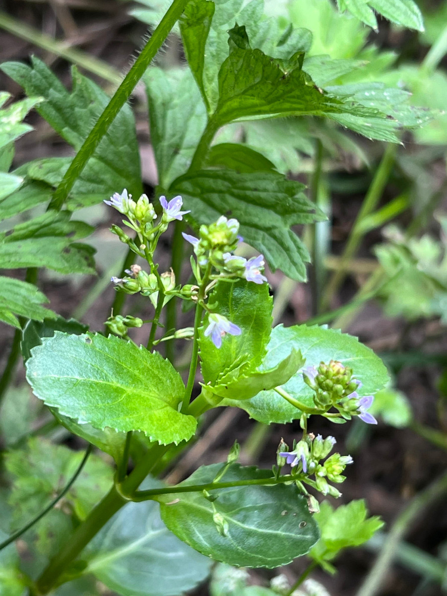 Brooklime | NatureSpot