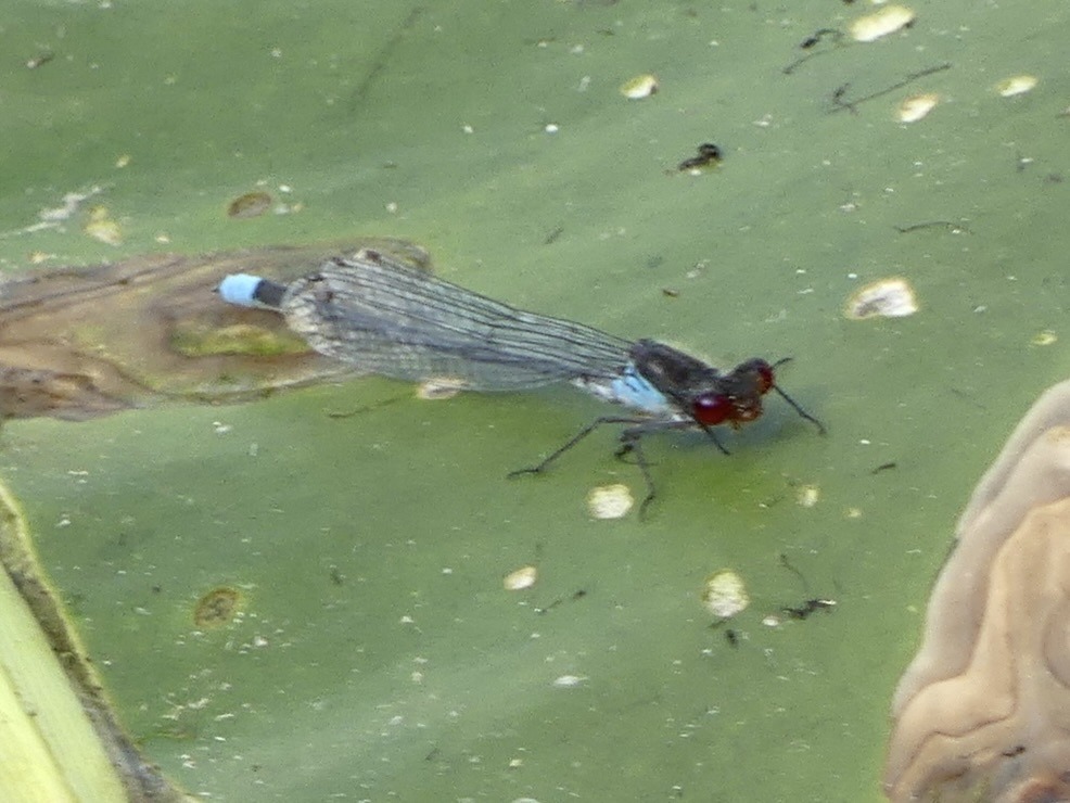 Red-eyed Damselfly | NatureSpot
