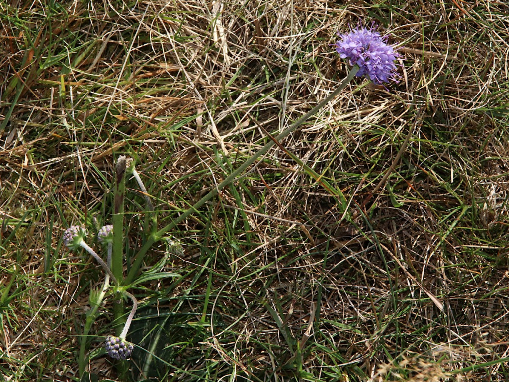 Devil's-bit Scabious | NatureSpot