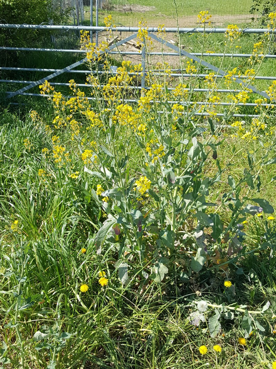Oil-seed Rape | NatureSpot