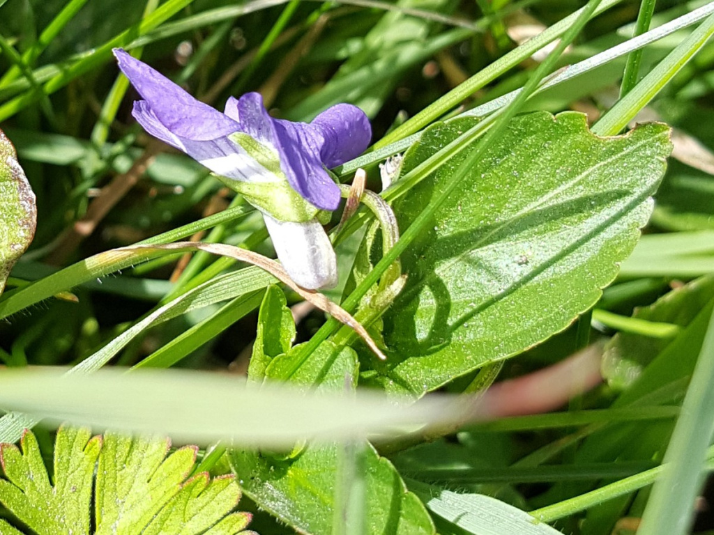 Common Dog-violet | NatureSpot