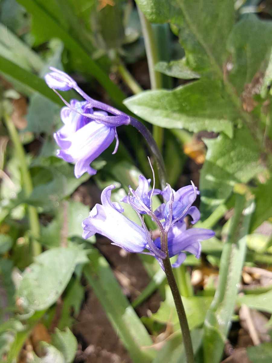 Hybrid Bluebell | NatureSpot