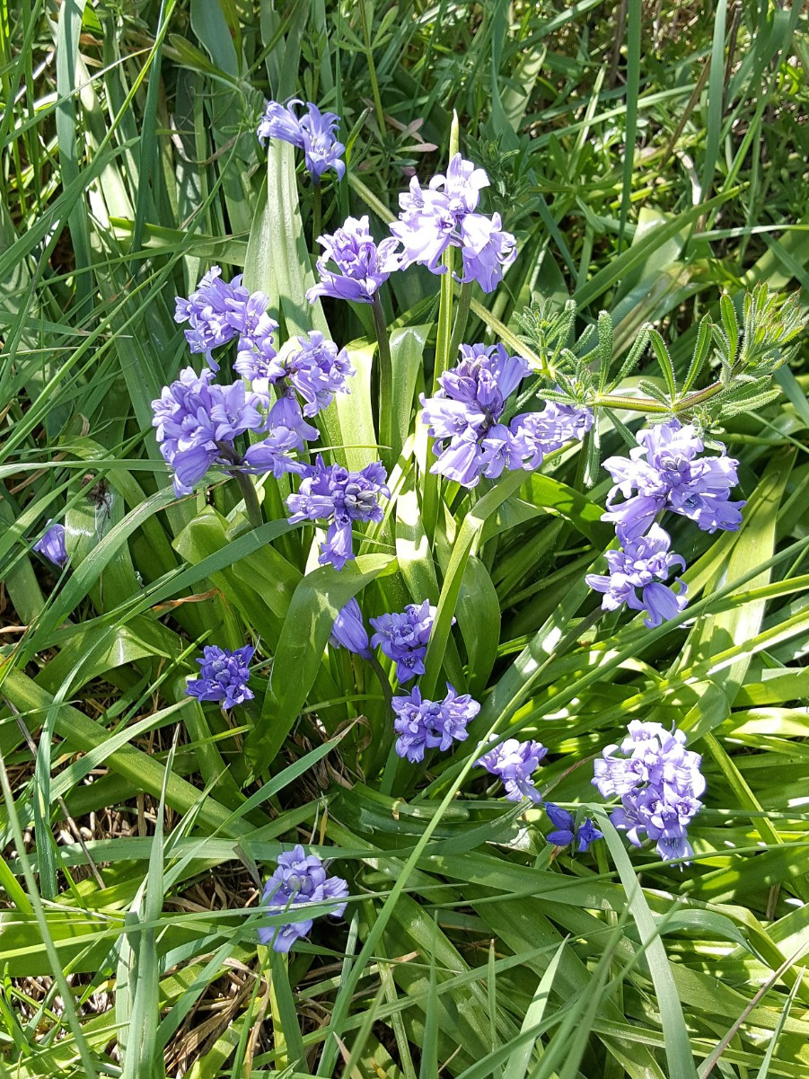 Bluebell！！ Amazon.com: Hydraulic Pump 14.83 CC 81871528 for New Holland