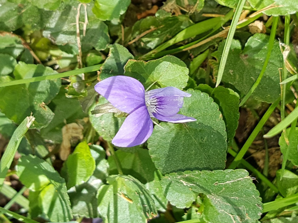 Common Dog-violet | NatureSpot