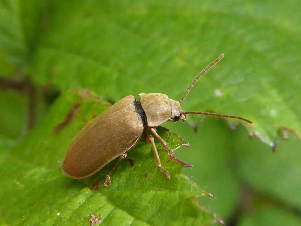 Orchid Beetle | NatureSpot