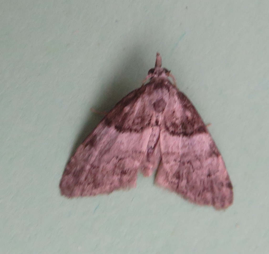 Short-cloaked Moth | NatureSpot