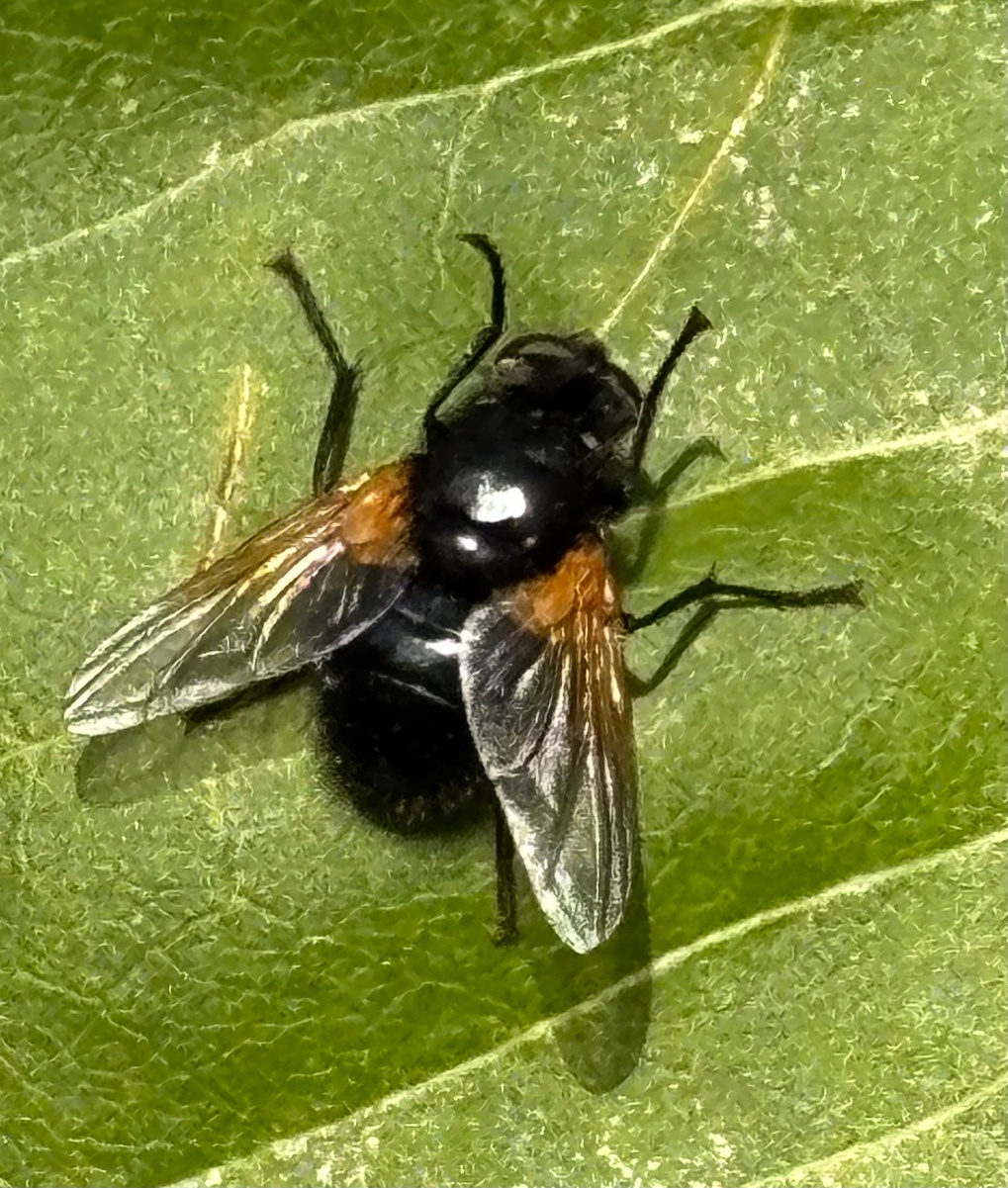 Noon Fly | NatureSpot