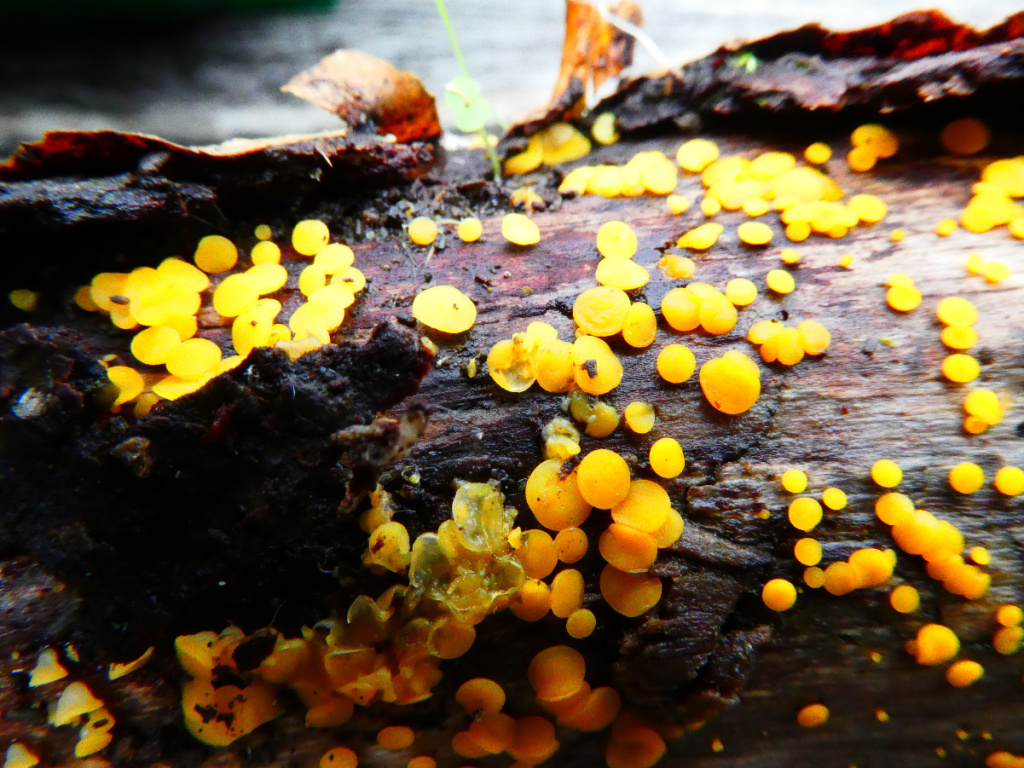 Lemon Disco | NatureSpot