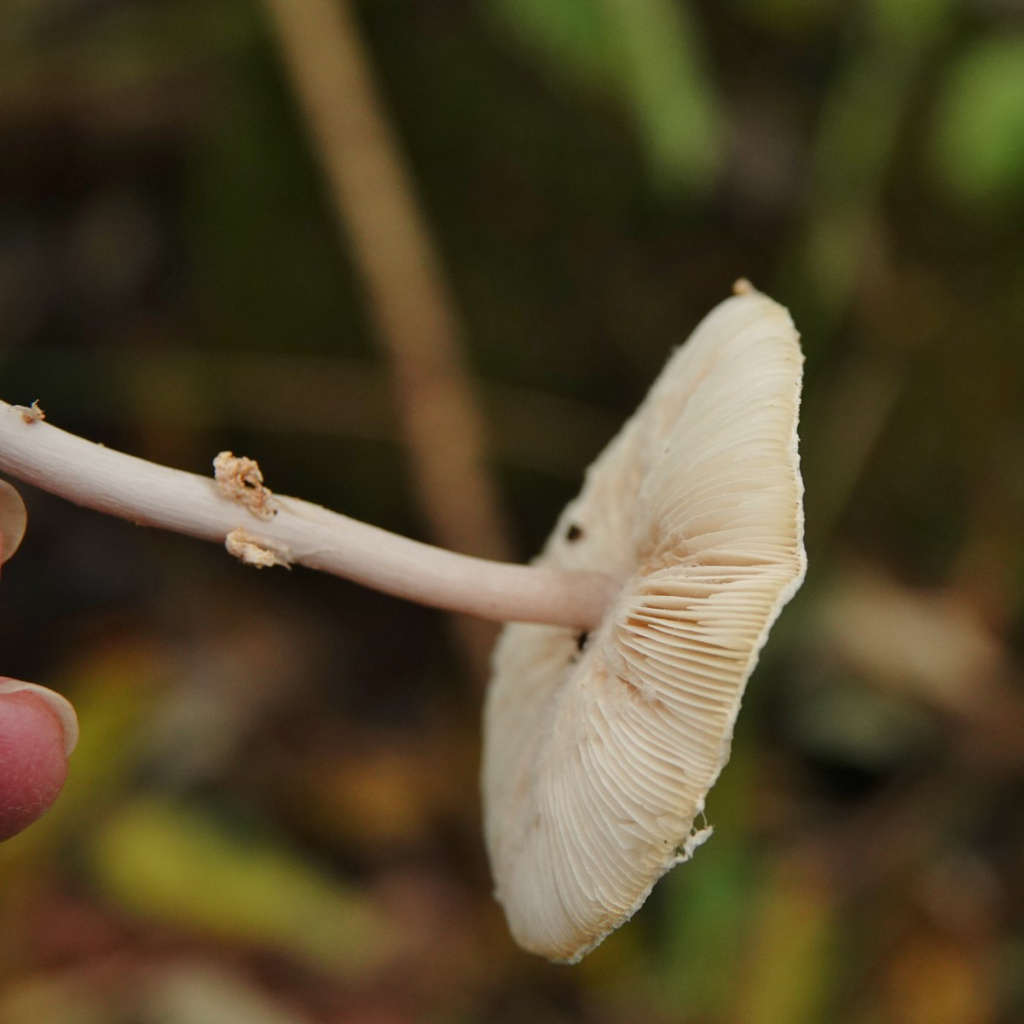 Stinking Dapperling | NatureSpot