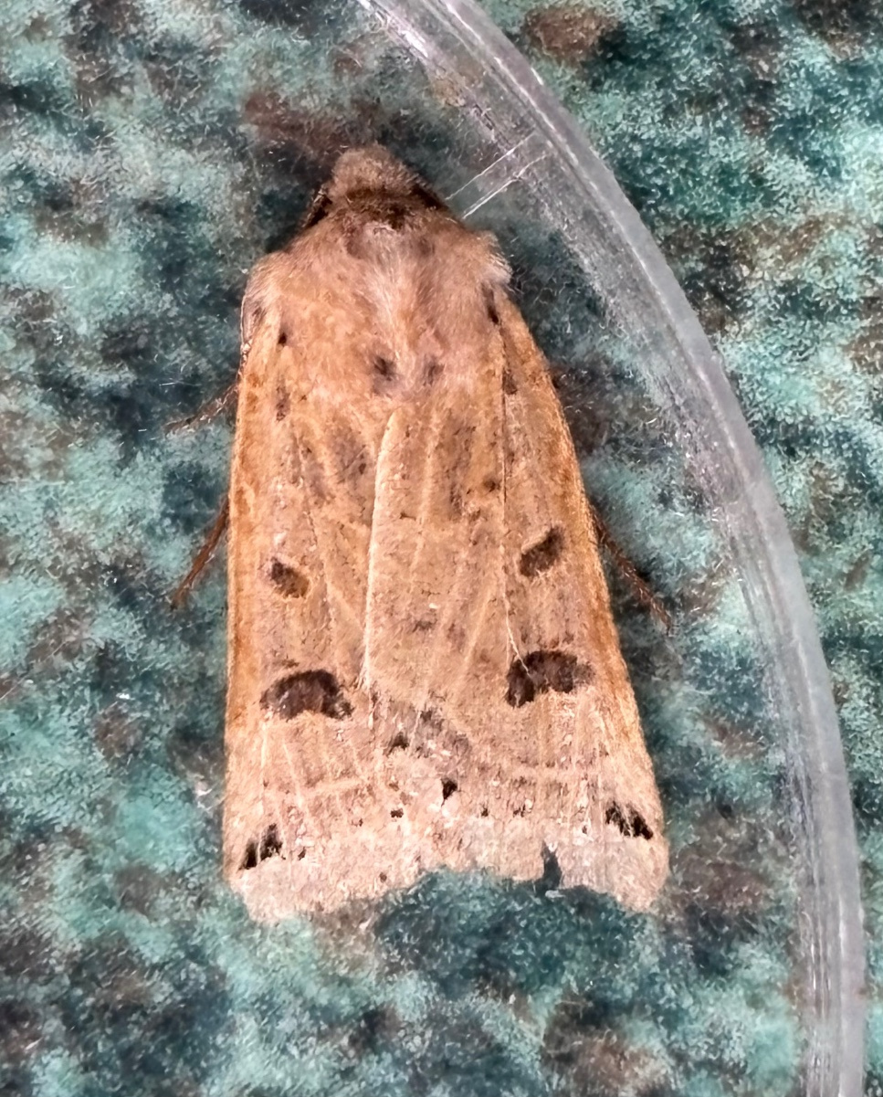 Lunar Underwing | NatureSpot