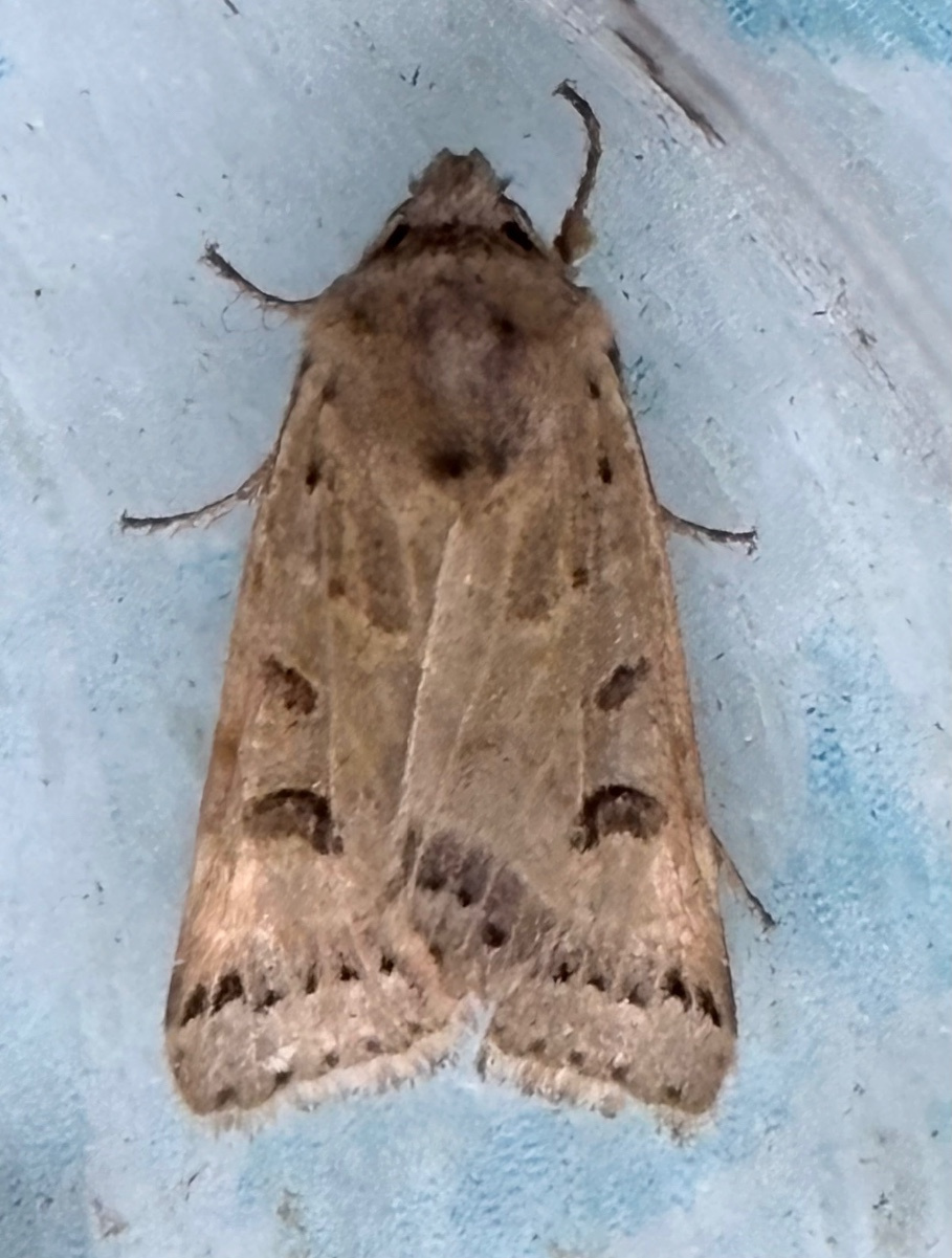 Lunar Underwing | NatureSpot