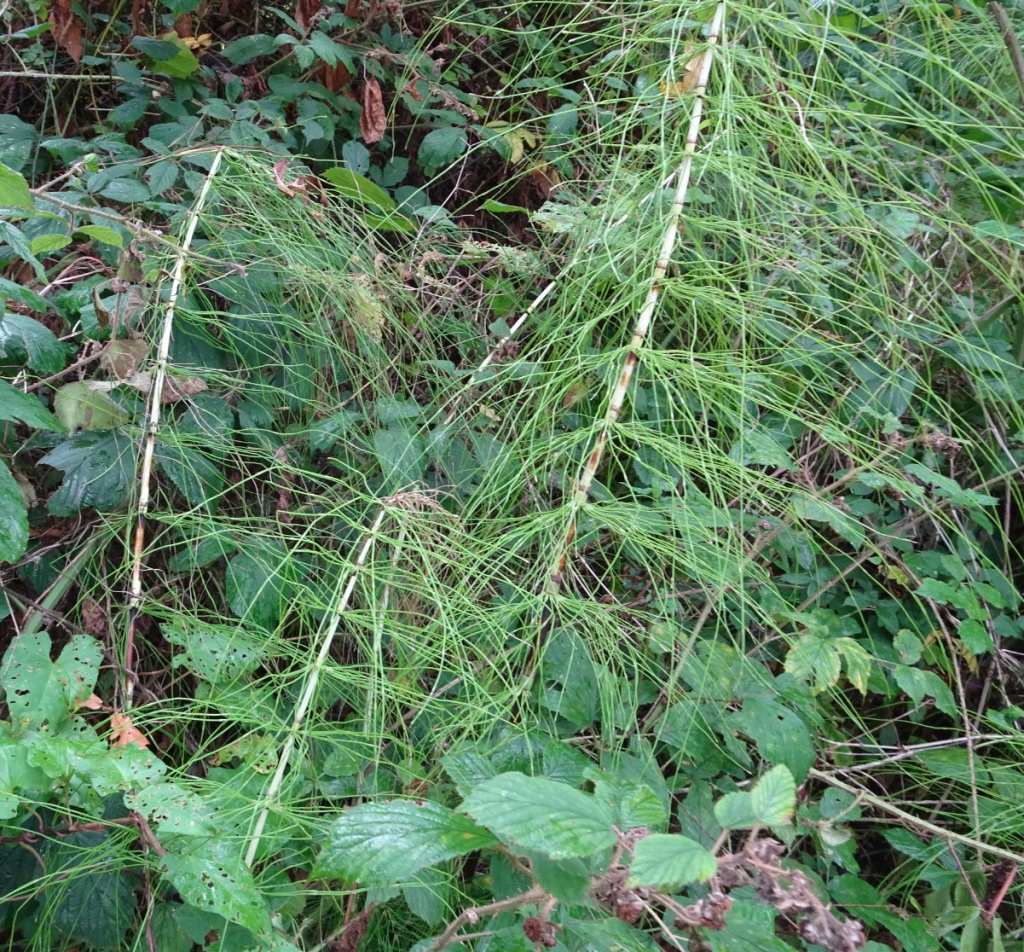 Great Horsetail | NatureSpot