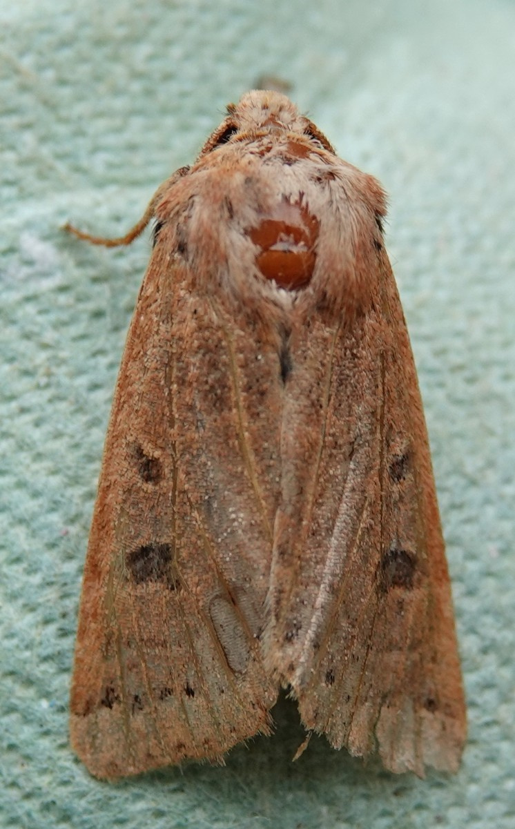 Lunar Underwing | NatureSpot