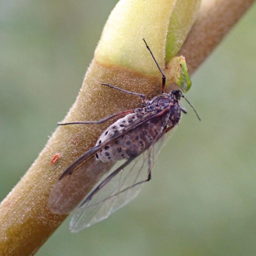 Winged Aphi Winged Aphid Uk