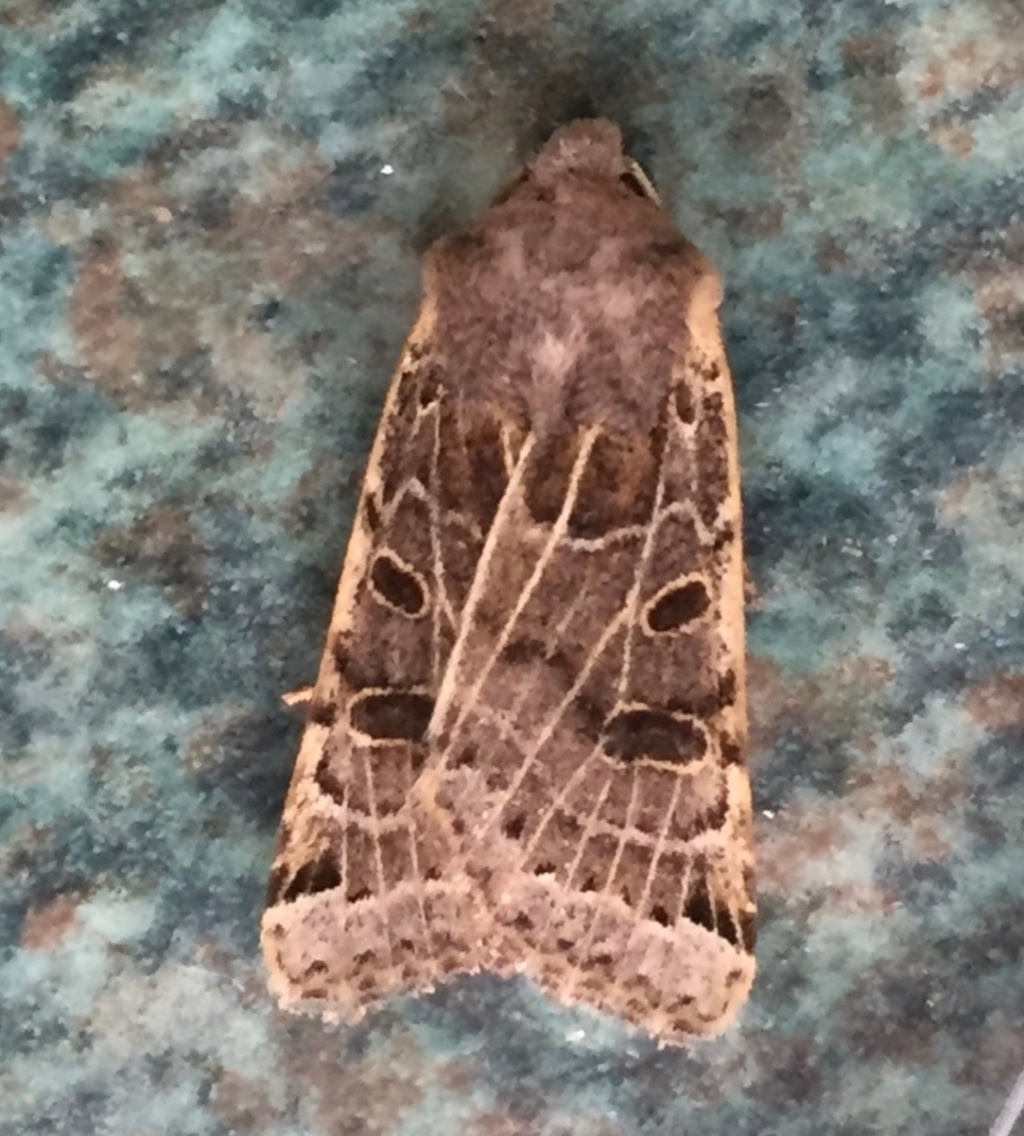 Lunar Underwing | NatureSpot