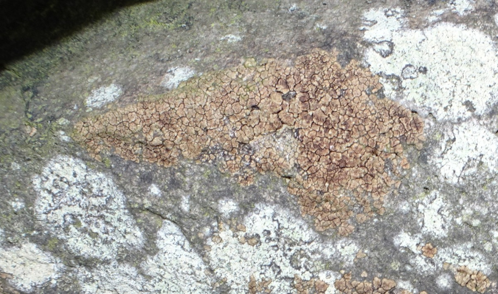 Acarospora fuscata | NatureSpot