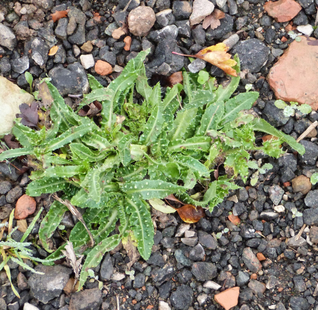 Oyoq fetish pastki korinishi trampling