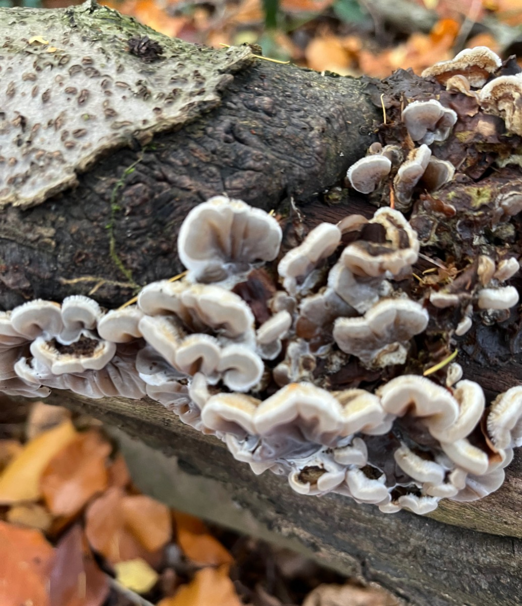 Tripe Fungus | NatureSpot
