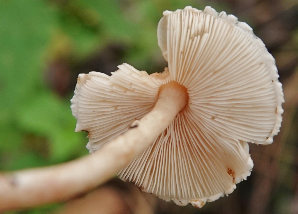 Stinking Dapperling | NatureSpot