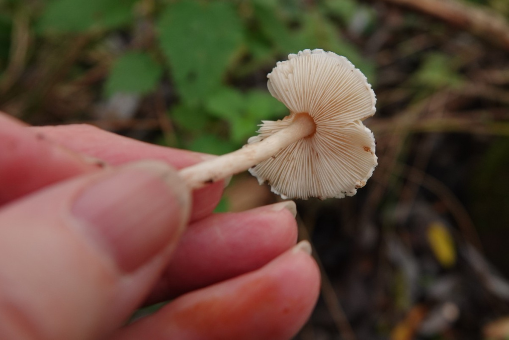 Stinking Dapperling | NatureSpot