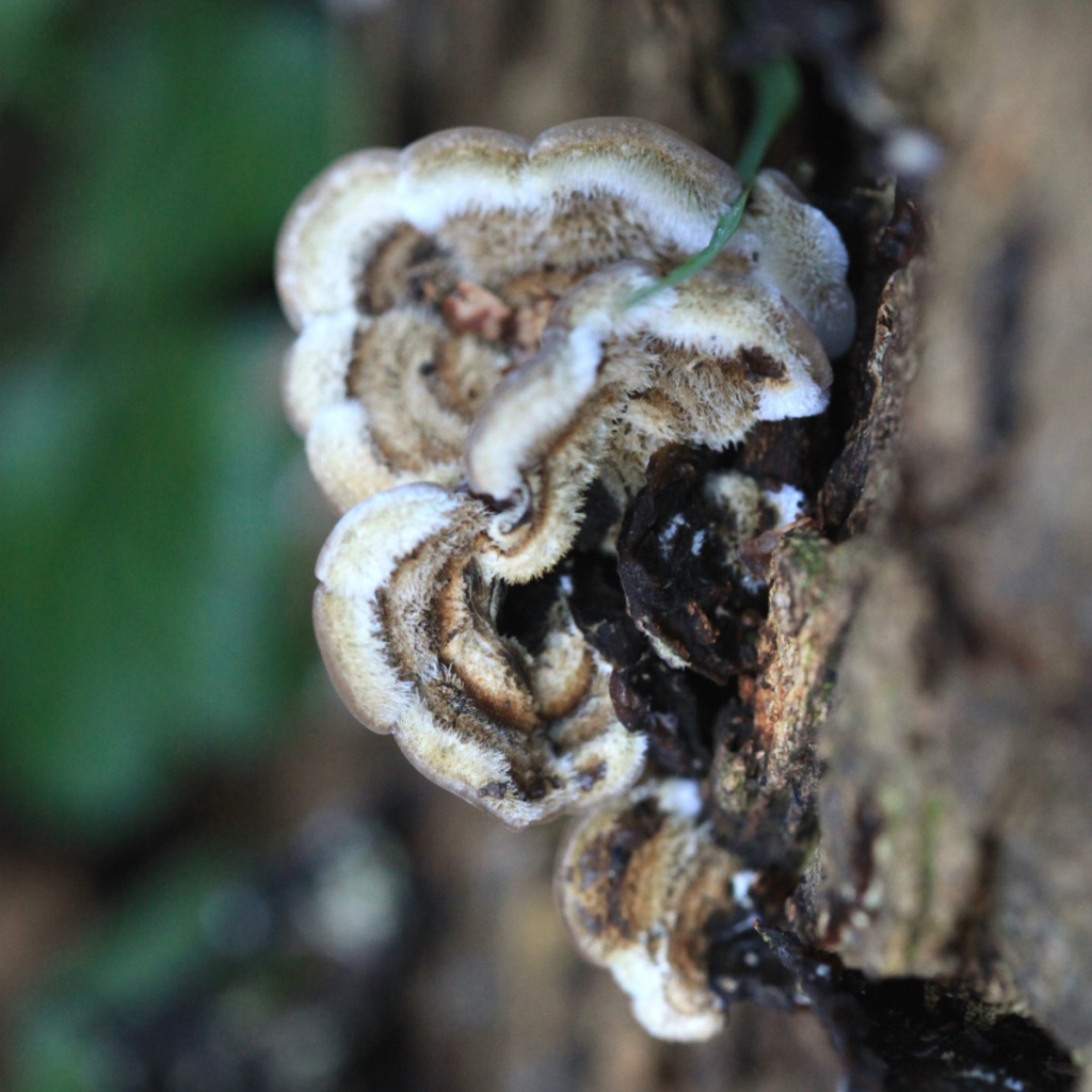 Tripe Fungus | NatureSpot