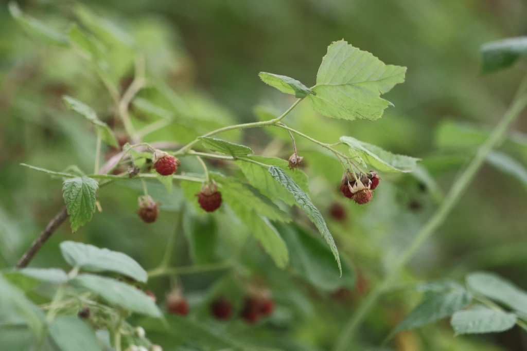 Wild Raspberry Plant Uk
