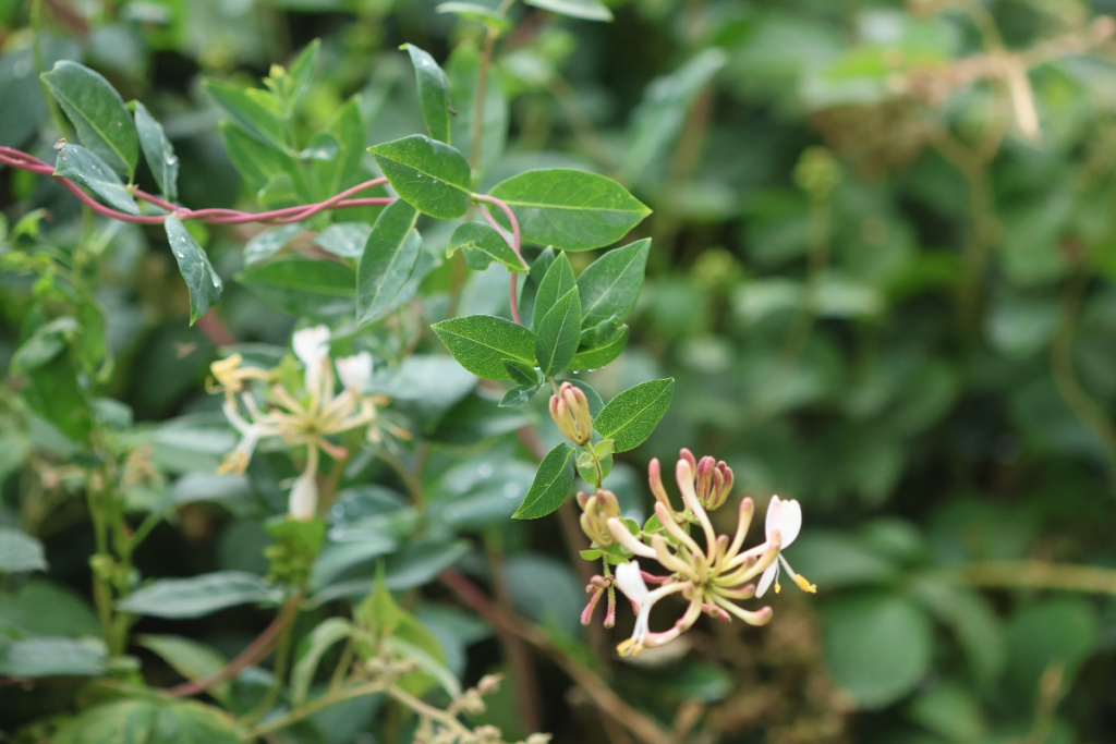 Honeysuckle | NatureSpot