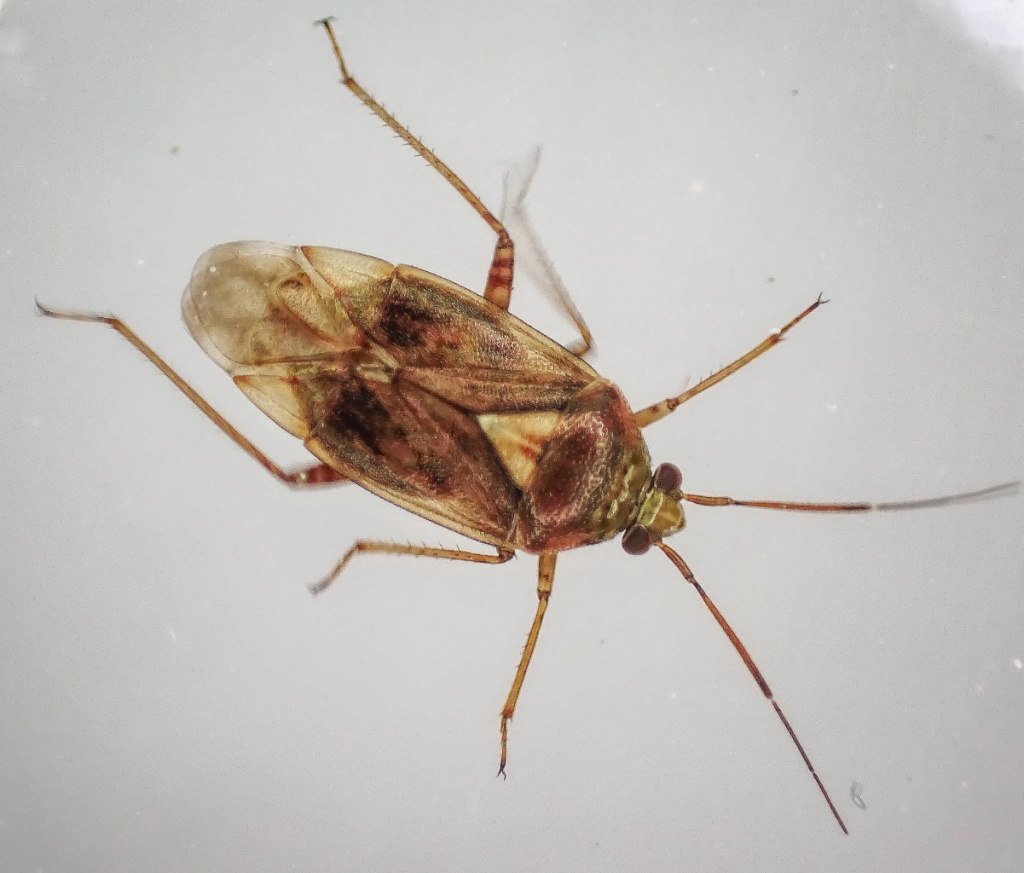 Tarnished Plant Bug | NatureSpot
