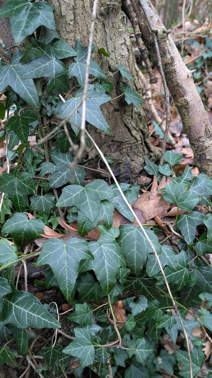 Common Ivy | NatureSpot