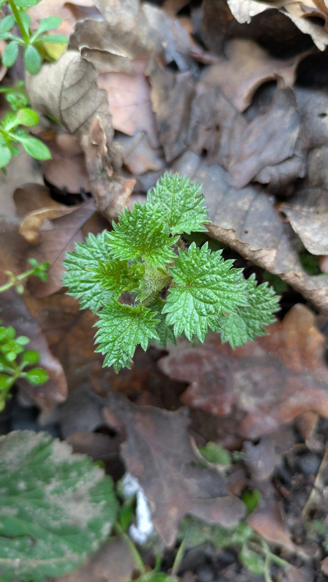 Common Nettle | NatureSpot