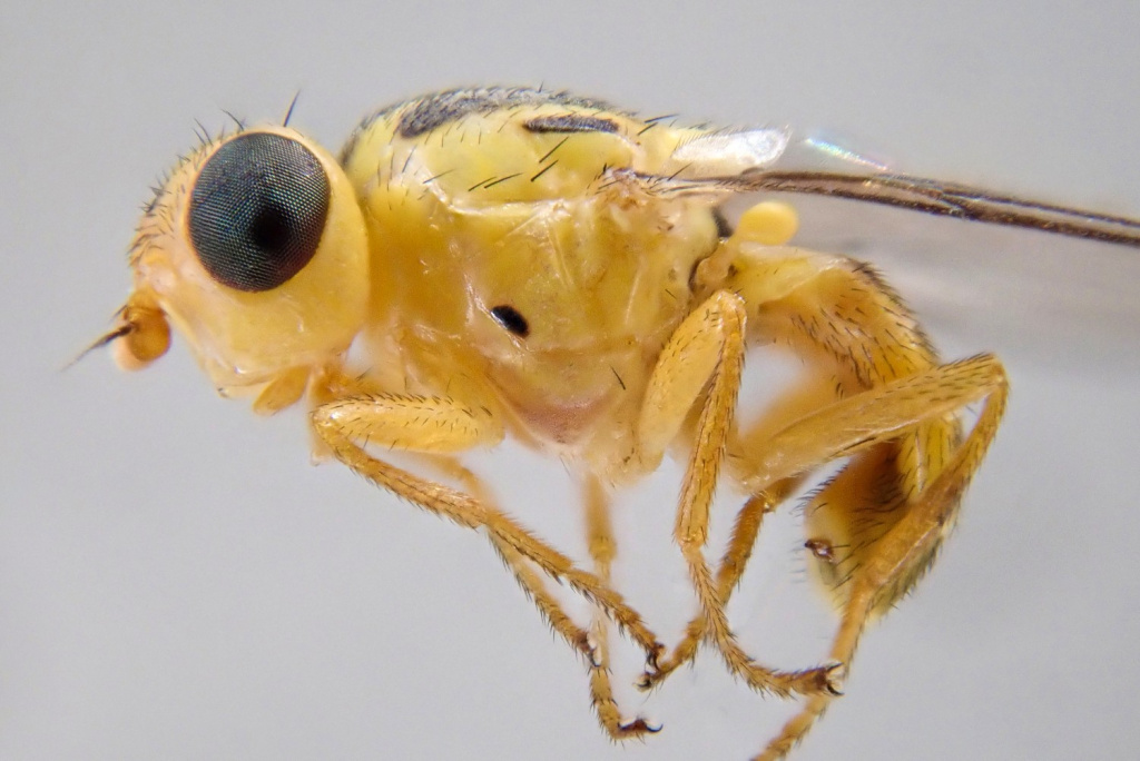 Chlorops Rufinus Record of Chlorops