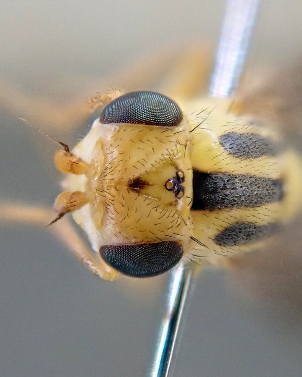 Chlorops Rufinus Record of Chlorops