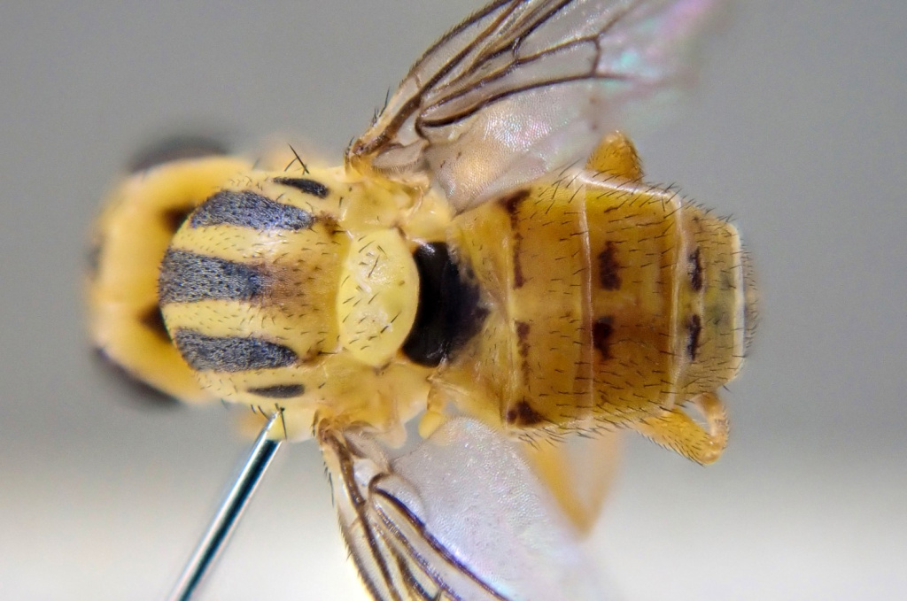 Chlorops Rufinus Record of Chlorops