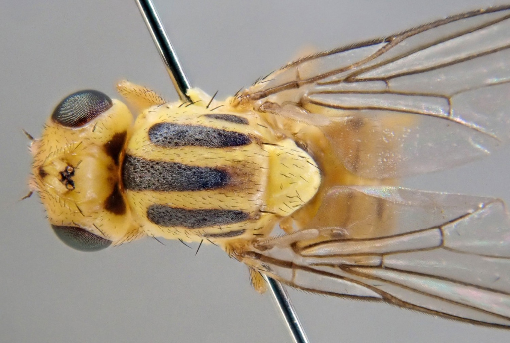 Chlorops Rufinus Record of Chlorops