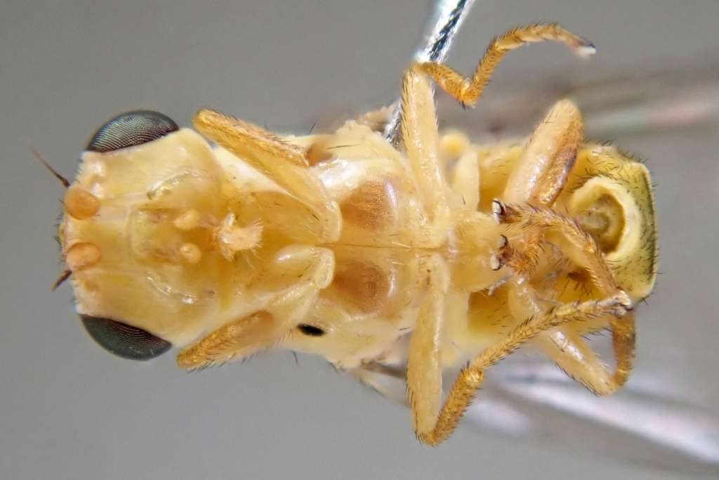 Chlorops Rufinus Record of Chlorops
