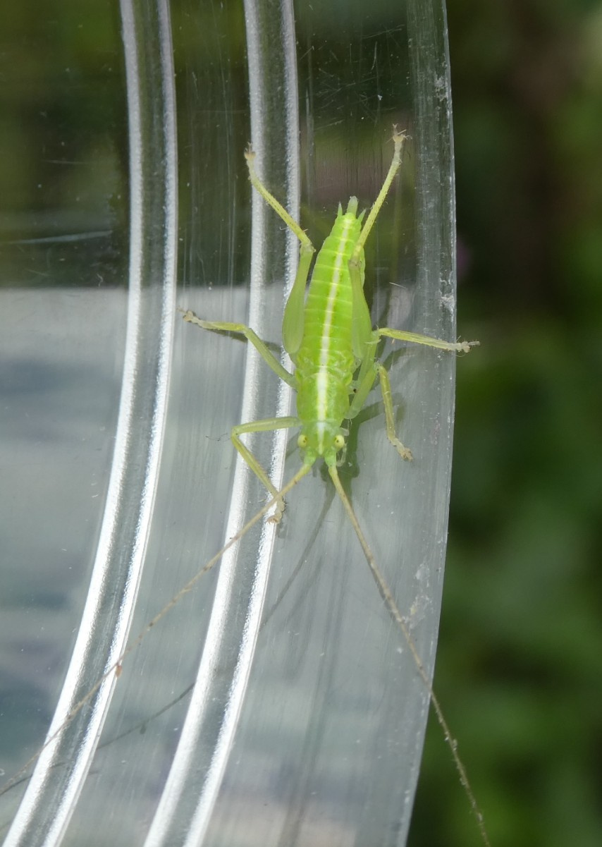 Oak Bush-cricket | NatureSpot