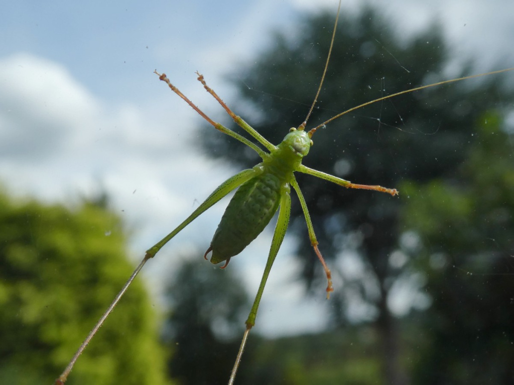 Speckled Bush-cricket | NatureSpot